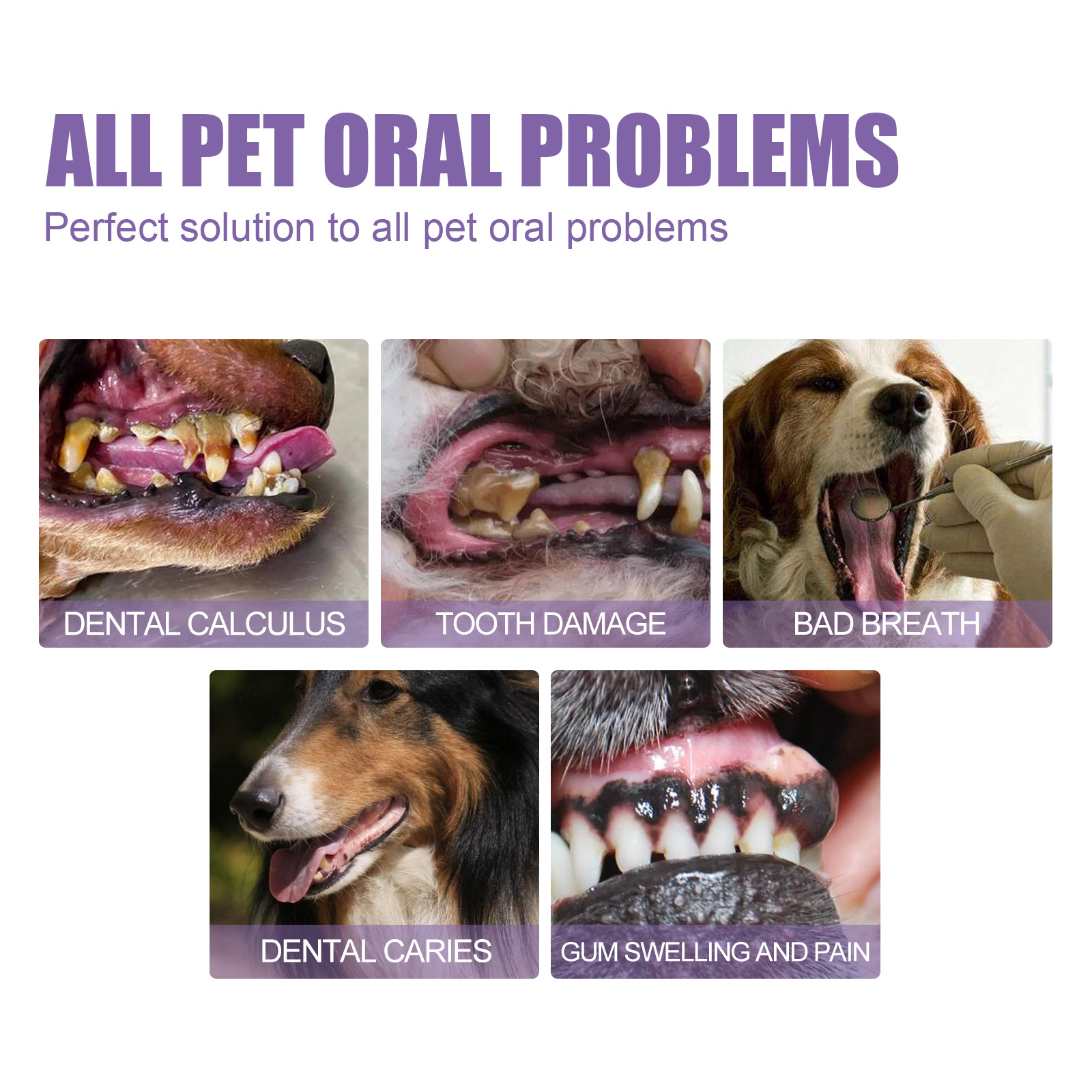 Pet Oral Repair Gel Puppy Tart - Teeth Whitening Gels บทวิจารณ์และราคา